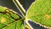 Stigmella sp.